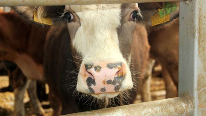 Denizli'nin Çal İlçesinde Şap Hastalığı Nedeniyle Karantina Uygulaması Başlatıldı